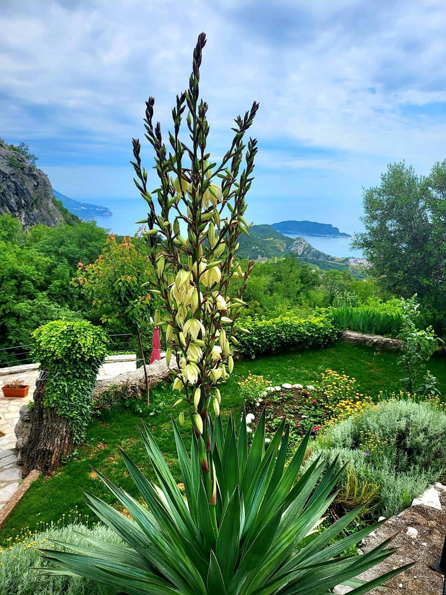 Villa Nera Budva Ngoại thất bức ảnh